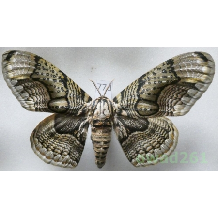 Brahmaea hearseyi White, 1862 male ex. ovo China 112mm77d